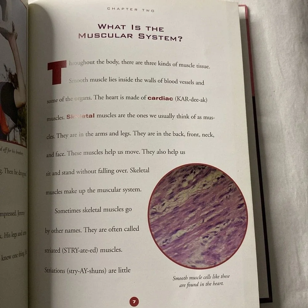 The Human Body The Muscular System by Susan Gray Elementary Library Kid Learning